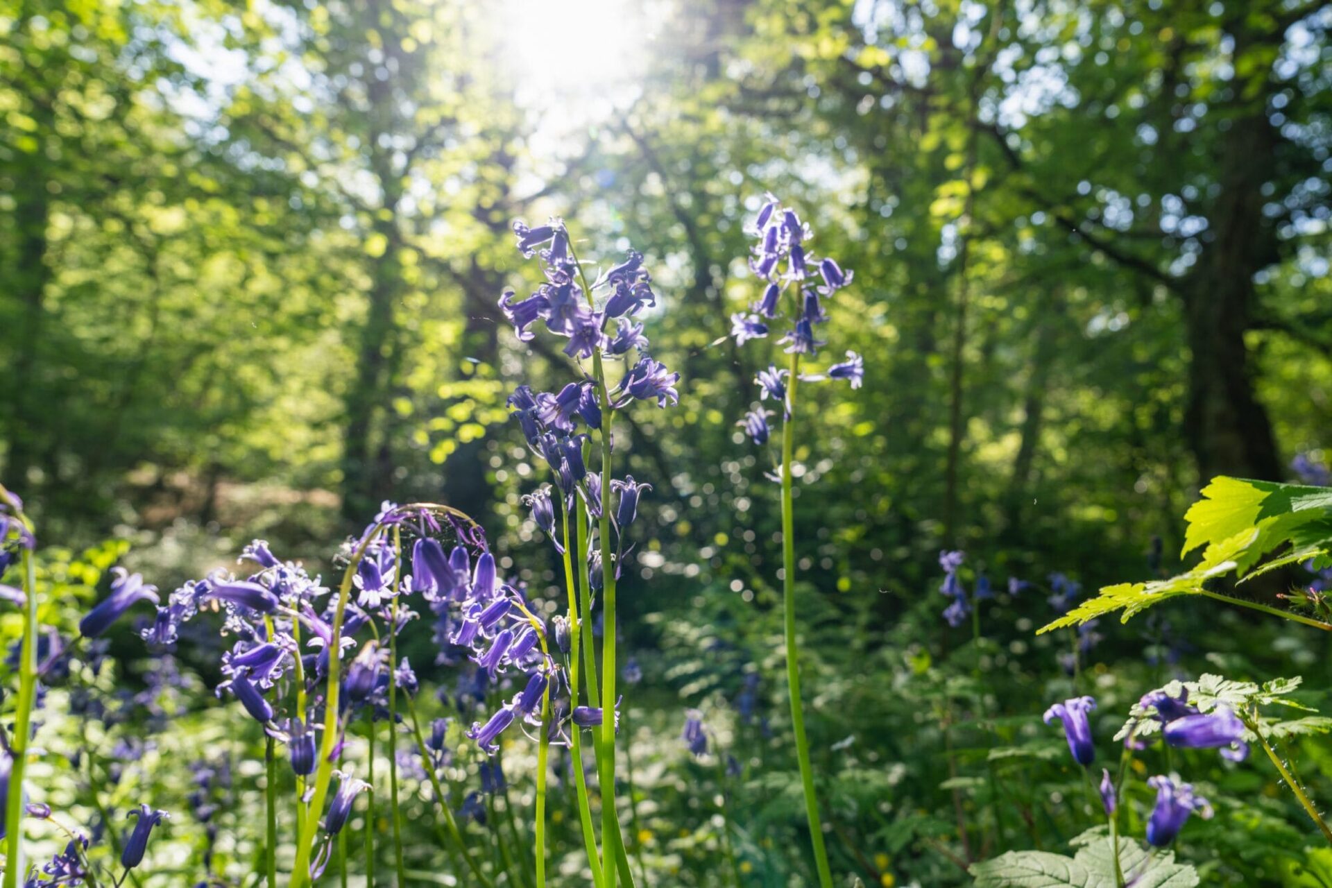 Brimsmore - Gallery - Local Area